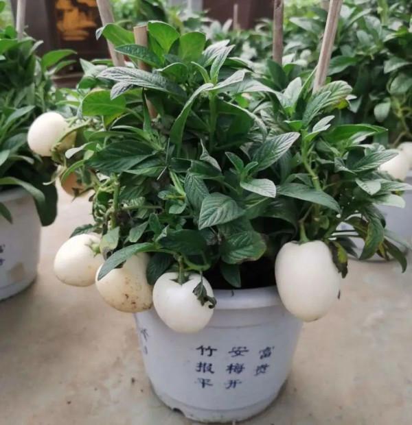 1種花俗稱“搖錢樹”,滿盆長滿小元寶,大吉大利,好看吉祥 1種花俗稱“搖錢樹”,滿盆長滿小元寶,大吉大利,好看吉祥