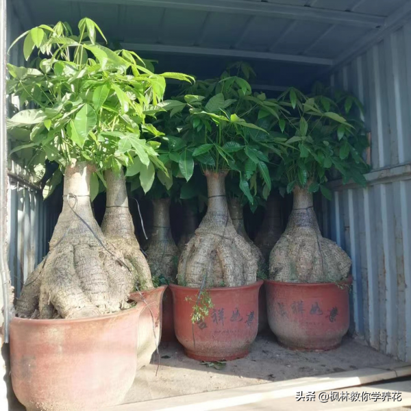 為什麼花卉市場經常會有大型盆栽賣?我們盆栽許多年卻很難養大呢 為什麼花卉市場經常會有大型盆栽賣?我們盆栽許多年卻很難養大呢