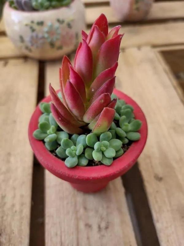 多肉走一波,見證奇妙大自然 多肉走一波,見證奇妙大自然