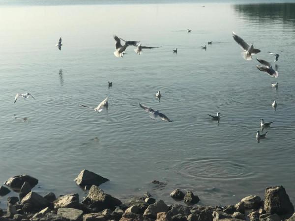 文明觀鳥不要投餵才是對鳥兒的保護