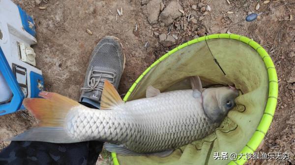 野河、一小時釣三條十幾斤的大鯉魚，這種奇葩釣法這麼神奇嗎？