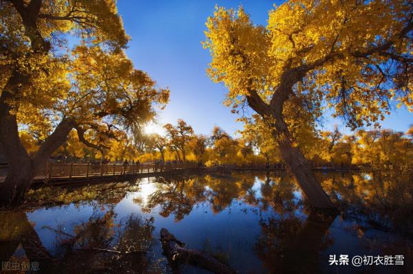 晚秋明麗秋山七首:誰道秋山不宜客,柿葉楓林別樣春 晚秋明麗秋山七首:誰道秋山不宜客,柿葉楓林別樣春