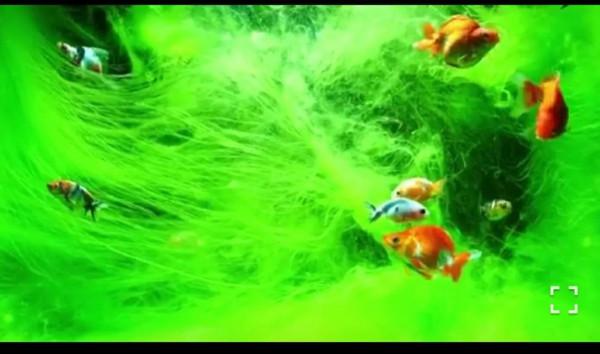 飼養金魚的純天然幫手——綠苔