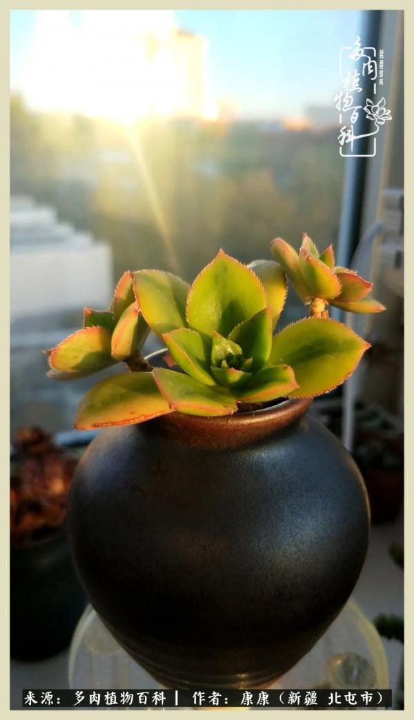 遠處都是風景，近處全是人生，眼前卻是多肉