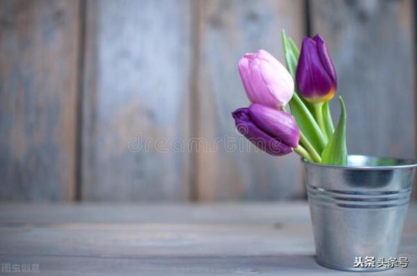 秋季栽培鬱金香，注意這些細節，種球不發黴、不爛球