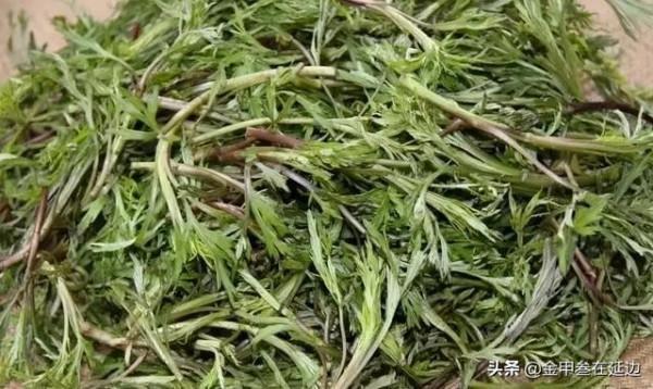 盤點東北人摯愛的野菜！不知道你吃過幾種？現在買真不便宜…