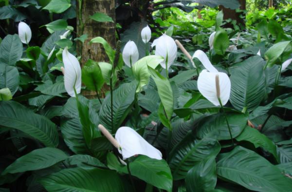 7種“轉運花”，家裡養一盆，漂亮又吉利，還有好運氣