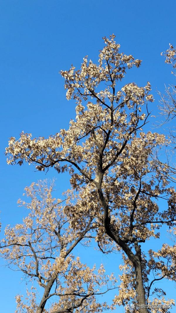 新年徒步，意外收穫，泰山雲海仙境