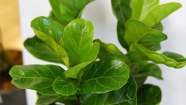 想要琴葉榕冬季不光桿，這幾步要做好，枝繁葉茂，安全越冬