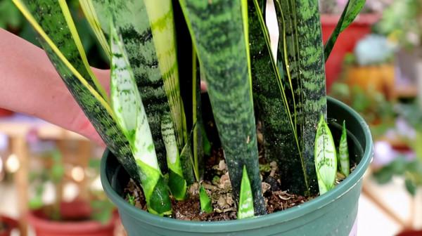 虎皮蘭有“3怕2不喜”，難怪東倒西歪，從不出“新芽”