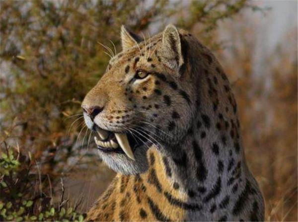 湖北神農架出現過山黃，像虎又像豹，有華南虎的2倍大4倍重