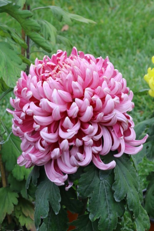 天壇公園科普園的菊花