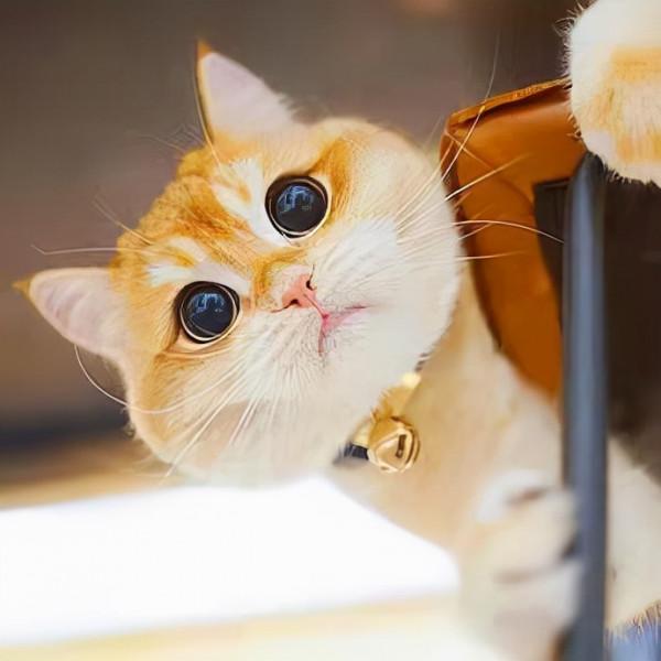 一隻貓咪因為長得像《穿靴子的貓》而走紅,另外還有一隻狗的故事 一隻貓咪因為長得像《穿靴子的貓》而走紅,另外還有一隻狗的故事