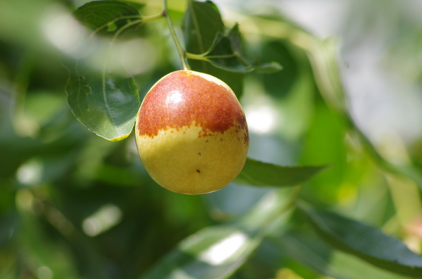 4種果樹,種在院子裡特旺宅,還有時令水果免費吃 4種果樹,種在院子裡特旺宅,還有時令水果免費吃