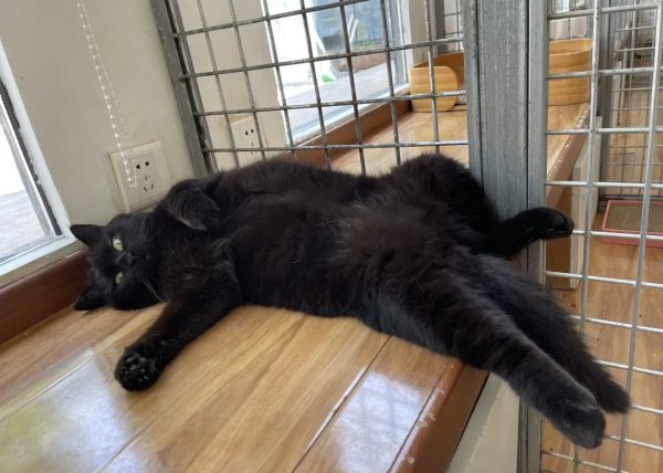 “貓條”好吸嗎? “貓條”好吸嗎?