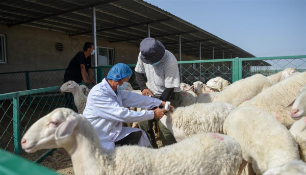 他養的羊被人搶著收購,牛比別人多賣三千元,18年銷售額五千萬元 他養的羊被人搶著收購,牛比別人多賣三千元,18年銷售額五千萬元