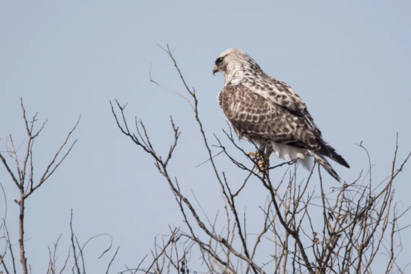 北京罕見的毛腳鵟 北京罕見的毛腳鵟
