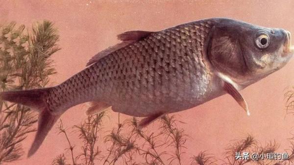 國內釣到這6種“牢底坐穿魚”，務必放生，每年都有人誤釣後被抓