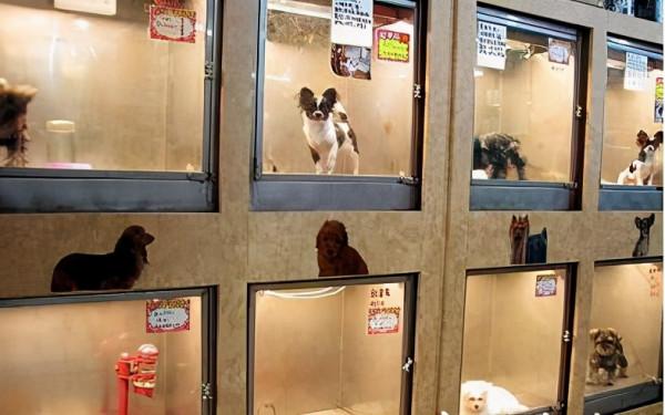 為什麼很多寵主，都不願意把狗狗送去寄養？原因有幾個