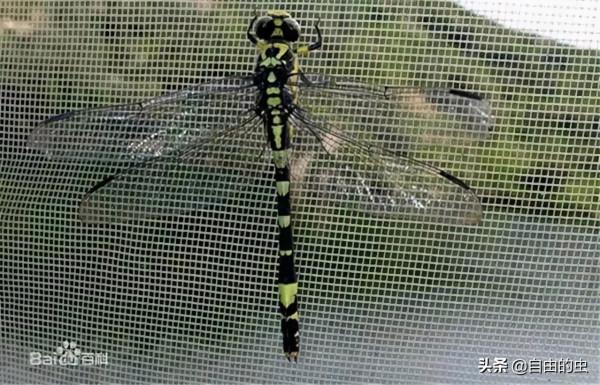 蜻蜓目之聯紋小葉春蜓