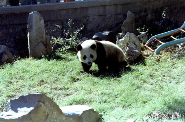 太可愛了吧！《人民畫報》裡的大熊貓檔案