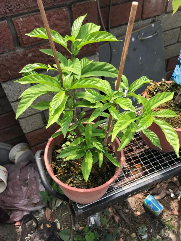 春節前後特別受歡迎的垂茉莉，別急著買，看看它適不適合你養