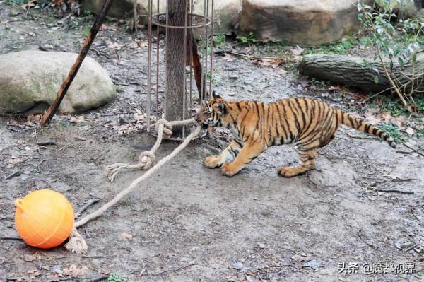 虎頭虎腦 虎虎生威 這波老虎表情包值得擁有