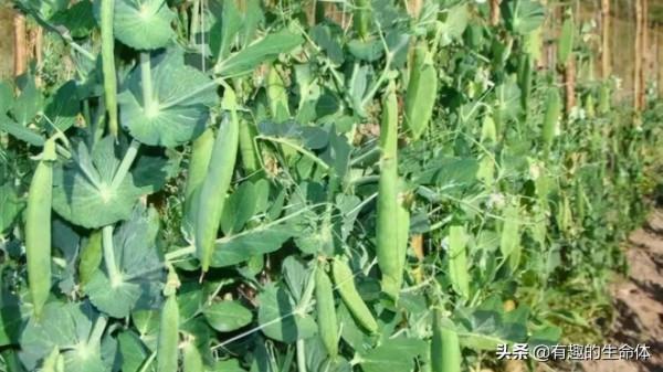 這14種豆類糧食你見過幾種，吃過幾種呢？很多人分不清是什麼豆子