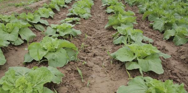 白菜霜黴病,發生面積越來越大?農戶掌握3點,輕鬆防治 白菜霜黴病,發生面積越來越大?農戶掌握3點,輕鬆防治