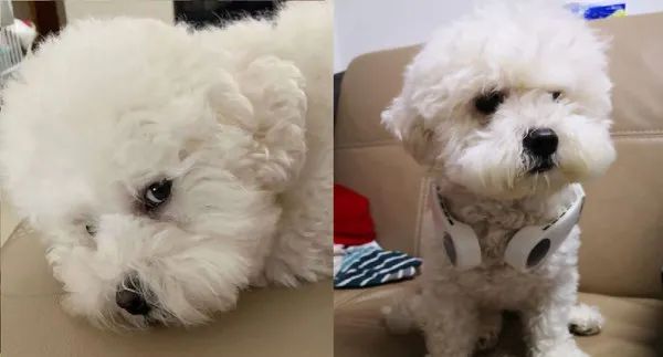 小狗狗有多懂禮貌？這貨進門前居然知道要先敲門！​