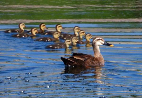 我與斑嘴鴨的情緣