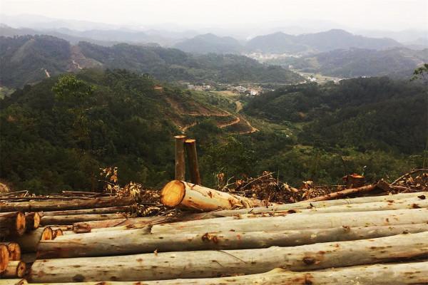 桉樹被稱為&OpenCurlyDoubleQuote;斷子絕孫&rdquo;樹，部分地區已禁種，為何廣西還大量種植