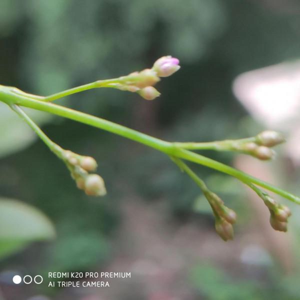 花盆土人參 花盆土人參