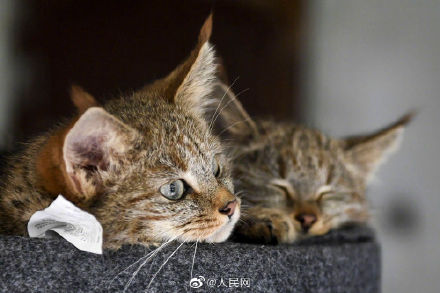 生態向好，高原喵星人萌態歸來