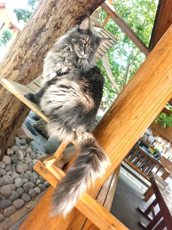 布能豹：我跑過最長的路是鏟屎官的套路