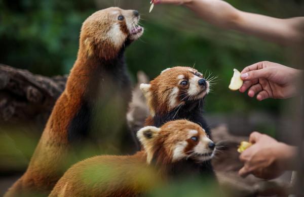 苦等5年，中國首條跨國高鐵通車了，雲南這座慢城正適合冬季出發