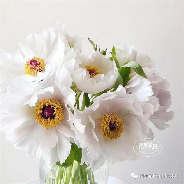 油畫牡丹 &CenterDot; 羽衣霓裳