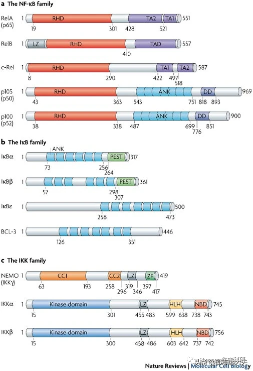 解析NF-κB訊號通路