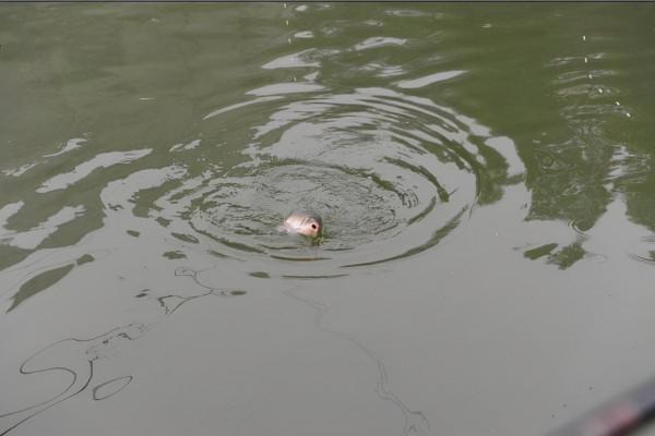 野釣時魚口突然閉停，是什麼原因導致的？如何避開散窩？