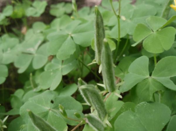 它叫三葉酸,很多人只摘葉吃,卻不知地下藏“水晶蘿蔔”,吃過嗎 它叫三葉酸,很多人只摘葉吃,卻不知地下藏“水晶蘿蔔”,吃過嗎