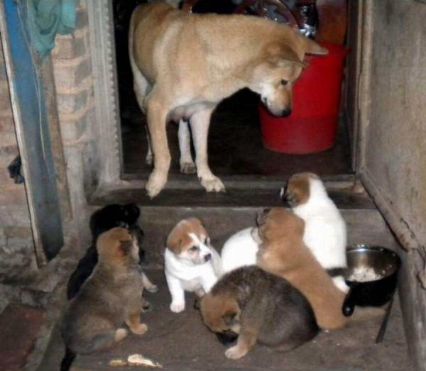 土狗這麼忠誠，為什麼越來越多的人看不上土狗？看完漲知識了