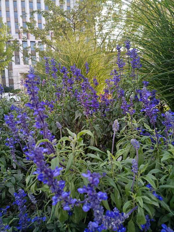 美文欣賞：孫虎林《鼠尾草》