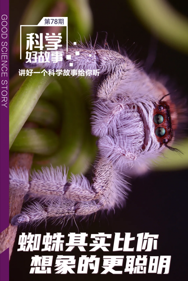 科學好故事 | 蜘蛛其實比你想象的更聰明
