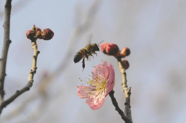 驚蟄到&OpenCurlyDoubleQuote;蜂&rdquo;聲起