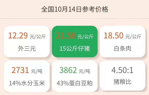 10月13日10公斤仔豬價格：豬價上漲至成本線？仔豬補欄為時尚早？
