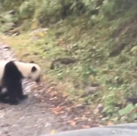 四川一村因常遇熊貓被稱熊貓村 幾乎每月都能遇到碰上