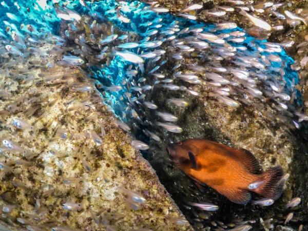 海洋探索｜海底綻放的&OpenCurlyDoubleQuote;聖誕樹&rdquo;&mdash;&mdash;大旋鰓蟲