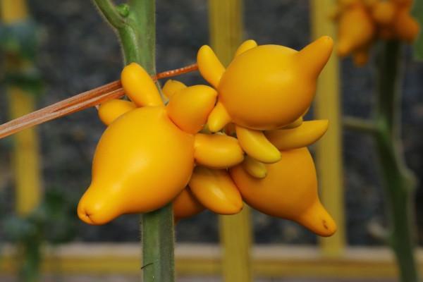 冬日溫室裡的收穫