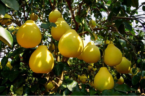 全國哪裡的柚子最好吃？認準這5個柚子產地，看看有你的家鄉嗎？