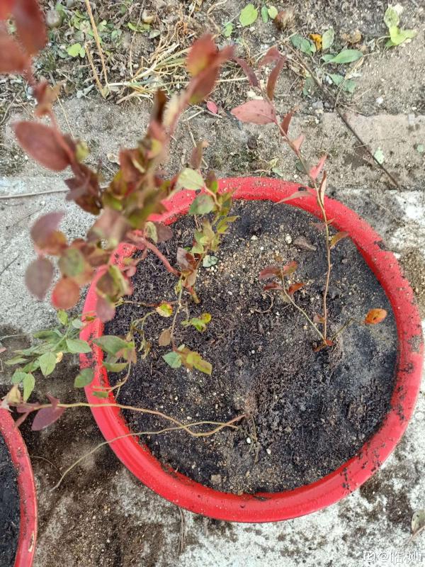 市面藍莓貴又小，別慌！曬曬太陽澆澆水，家裡也能盆栽藍莓